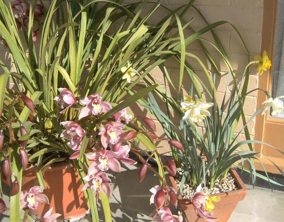 בארינסדייל Travellers Rest Motel מראה חיצוני תמונה